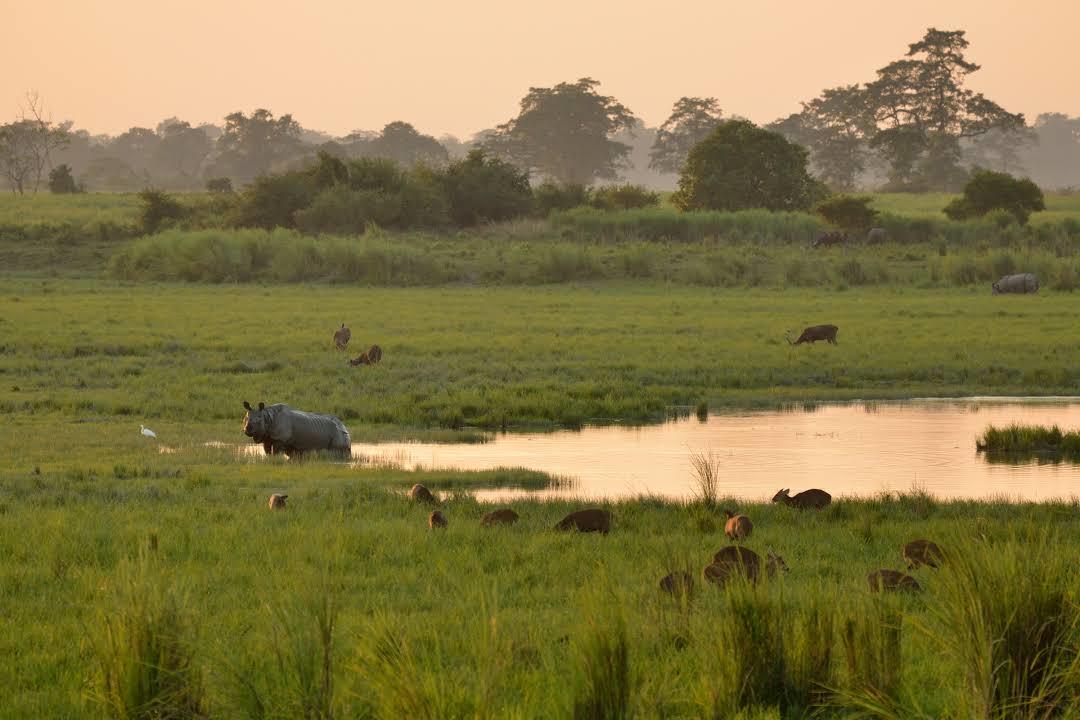 Kaziranga National Park